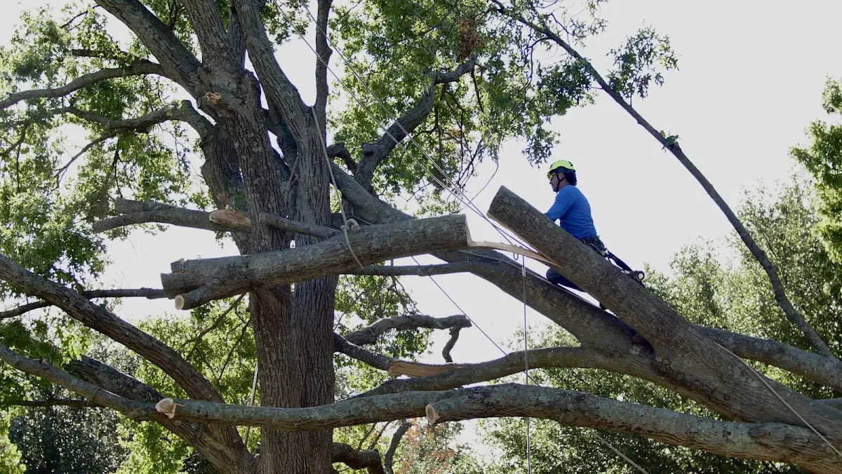 Professional Crown Thinning performed by certified arborists in Stockdale